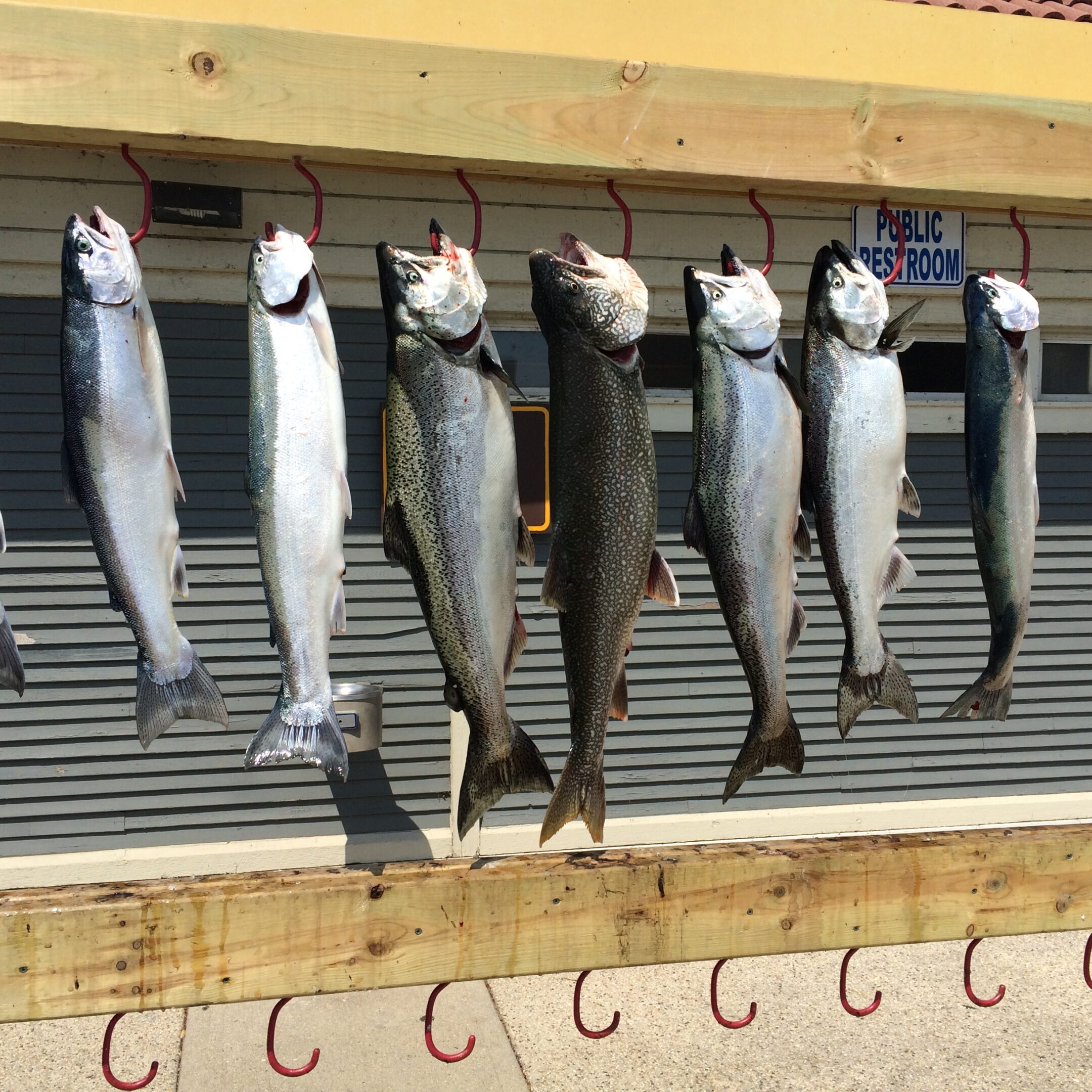Seven large fish hanging on a wooden board outdoors.