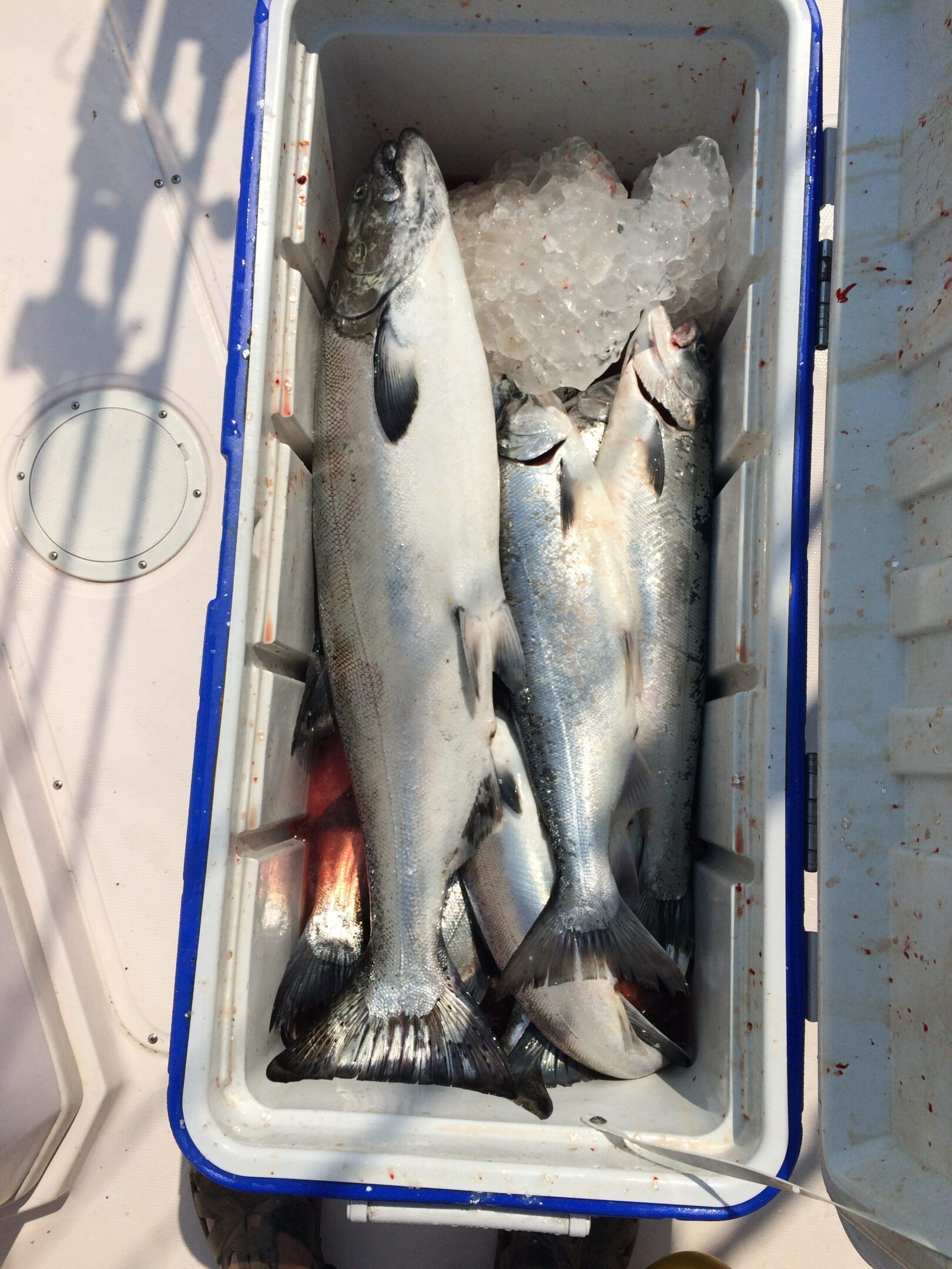 Freshly caught sharks packed in a container.