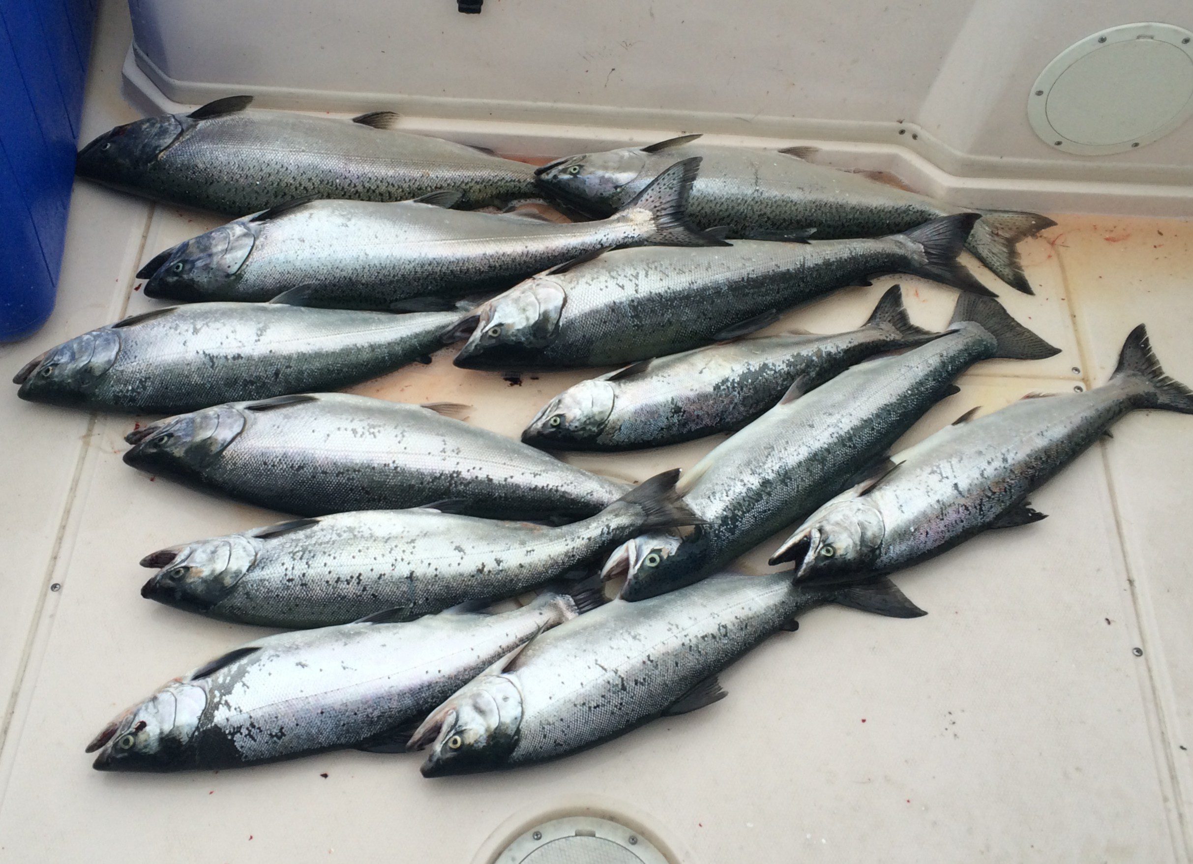 Freshly caught fish laid out on a flat surface.