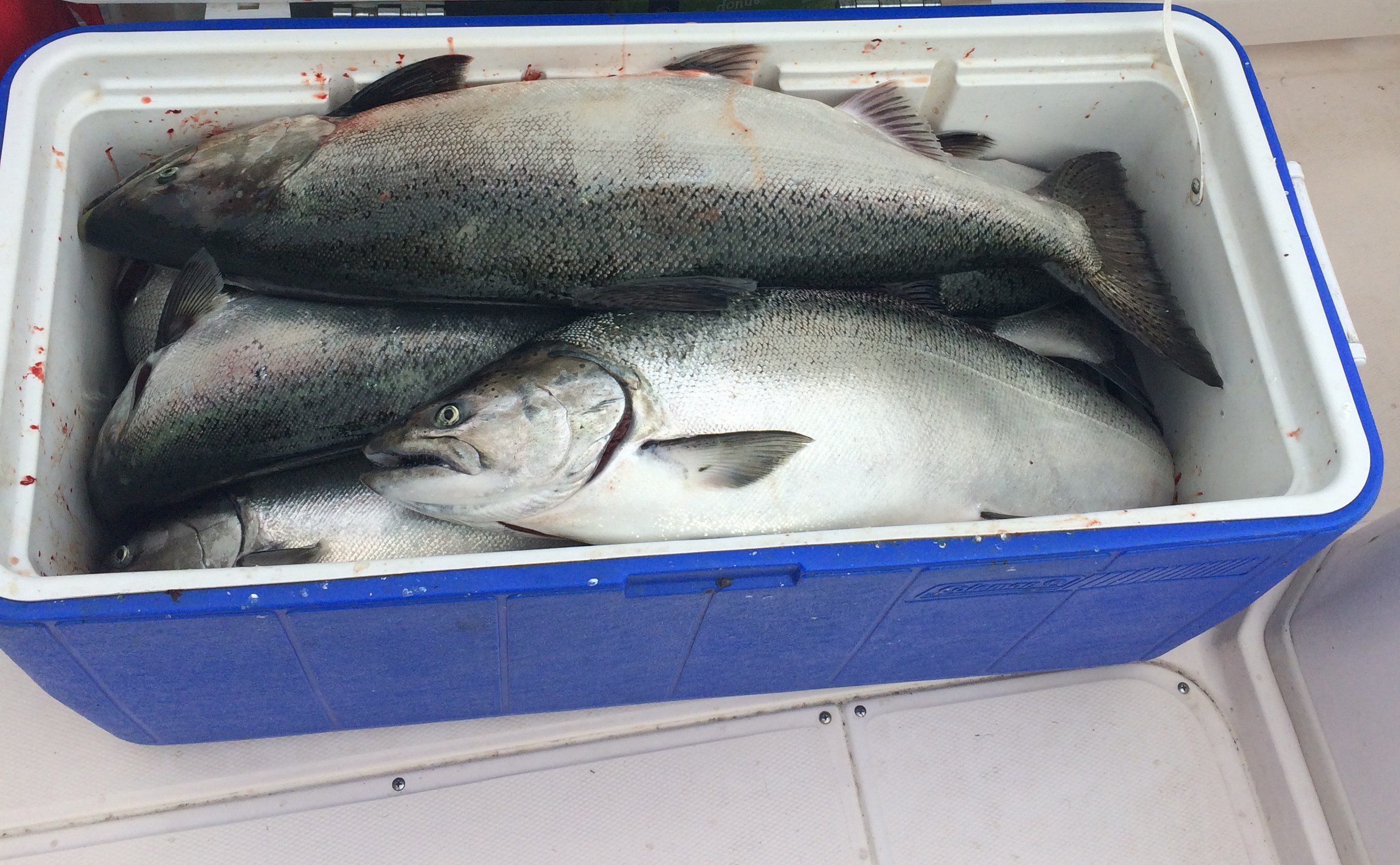 Fresh fish displayed in a blue cooler box.