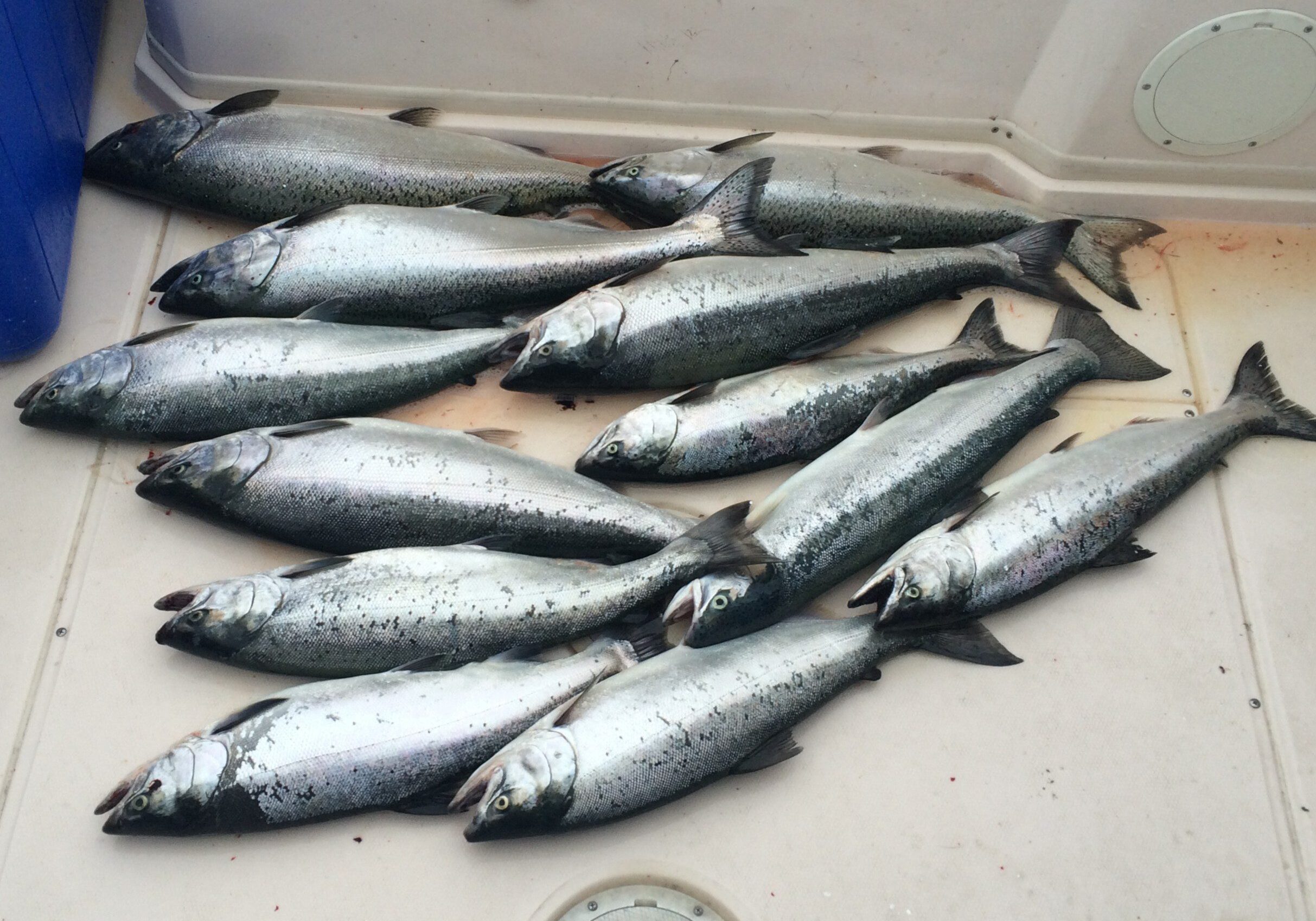 Fresh salmon laid out on a floor, ready for processing.